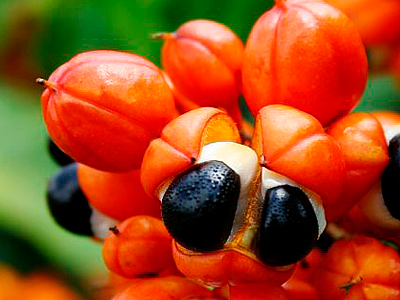 Guarana – zlepšuje náladu a oddaluje pocit hladu